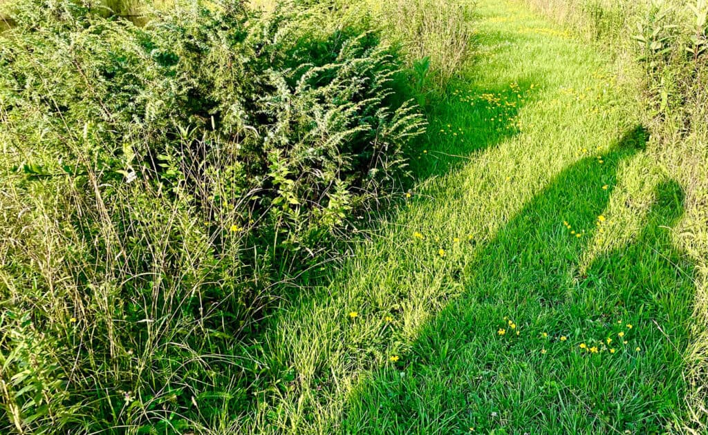 A Walk in a May Meadow Care Café