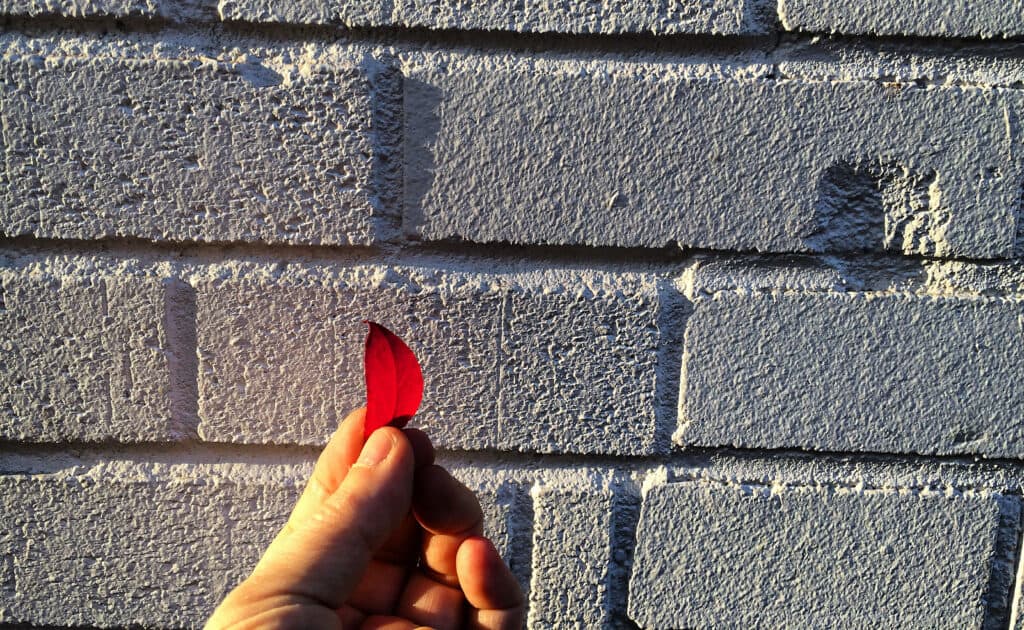 Seeds of Care Café